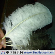 中国鸵鸟公司 -鸵鸟白毛,鸵鸟黑毛,鸵鸟长毛;鸵鸟短毛;国产鸵鸟毛